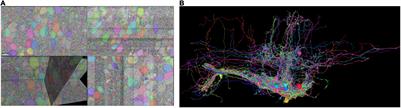 RealNeuralNetworks.jl: An Integrated Julia Package for Skeletonization, Morphological Analysis, and Synaptic Connectivity Analysis of Terabyte-Scale 3D Neural Segmentations